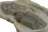Two Nice Struveaspis Trilobites - Jorf, Morocco #348379-6